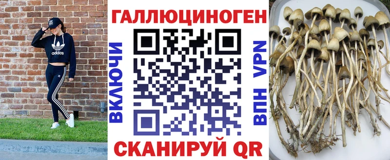 Купить  Оса  Галлюциногенные грибы мухоморы 
